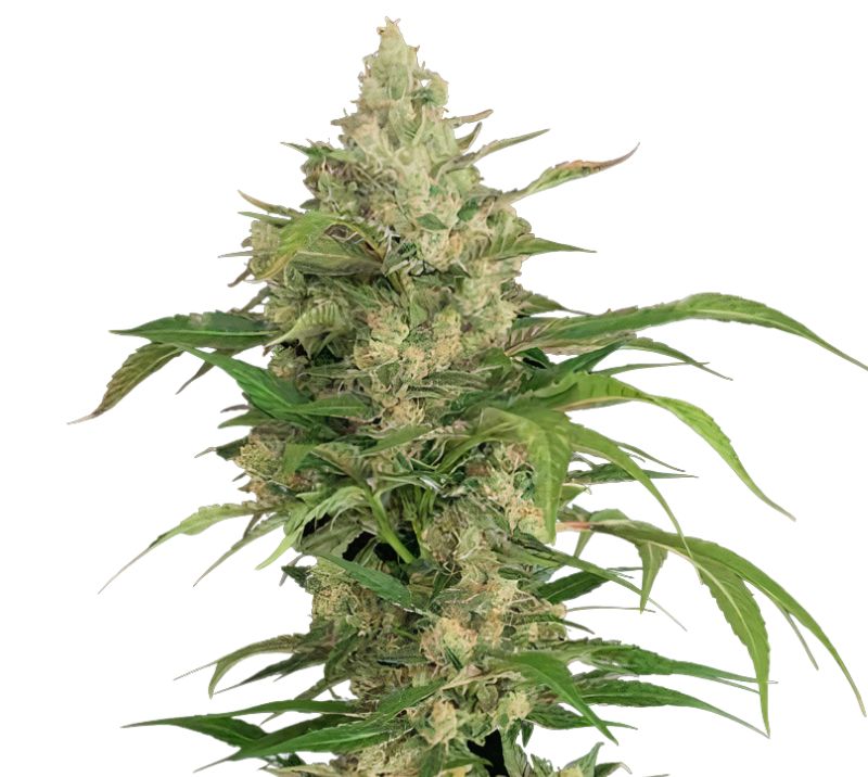 Hammerhead Feminized