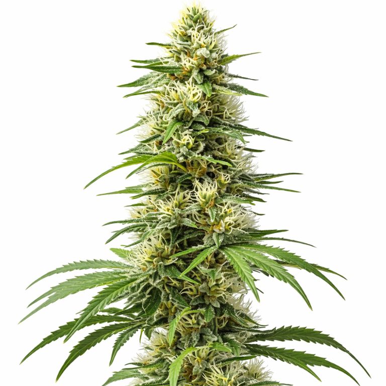 Harlequin CBD cannabis seeds packaging — Royal King Seeds Australia