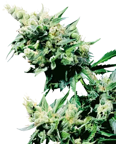 Hash Plant cannabis seeds packaging — Royal King Seeds Australia