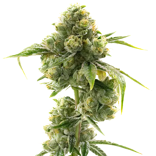 Hashbar OG cannabis seeds packaging — Royal King Seeds Australia