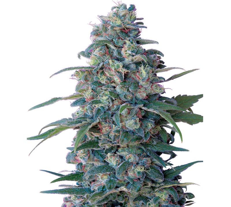 Hashberry cannabis seeds packaging — Royal King Seeds Australia