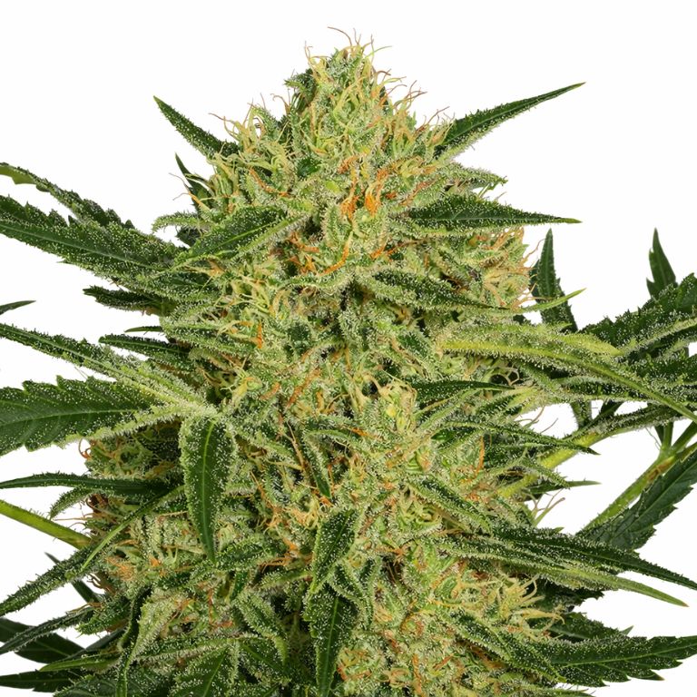 Hawaiian Dream CBD cannabis seeds packaging — Royal King Seeds Australia