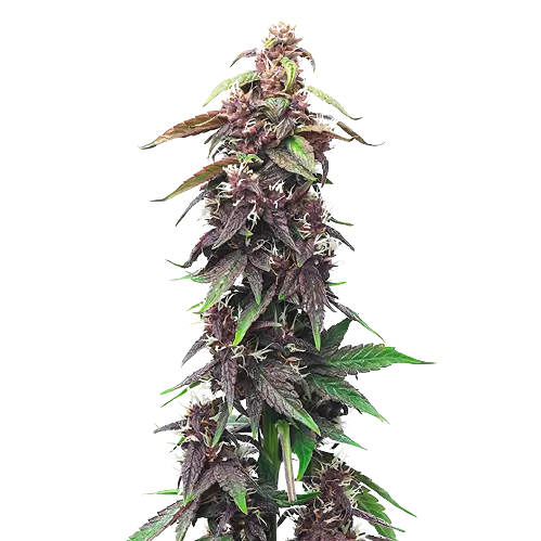 Hawaiian Purple Kush cannabis seeds packaging — Royal King Seeds Australia