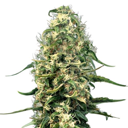Hawaiian Snow cannabis seeds packaging — Royal King Seeds Australia