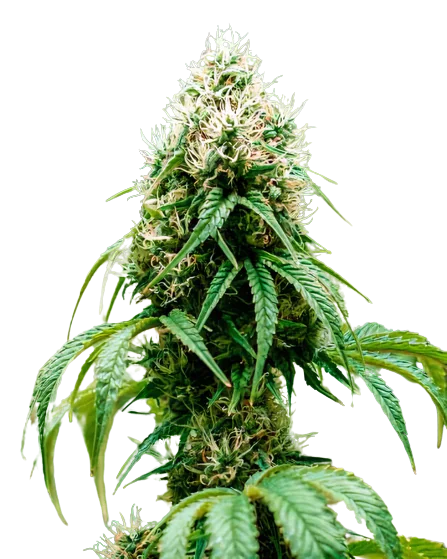 Head Cheese cannabis seeds packaging — Royal King Seeds Australia