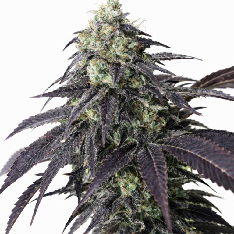 Headband cannabis seeds packaging — Royal King Seeds Australia