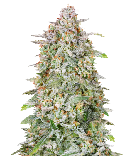 Heavy Duty Fruity cannabis seeds packaging — Royal King Seeds Australia