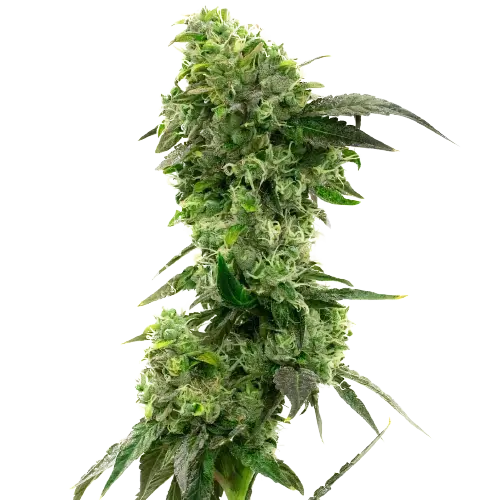 Hektol cannabis seeds packaging — Royal King Seeds Australia