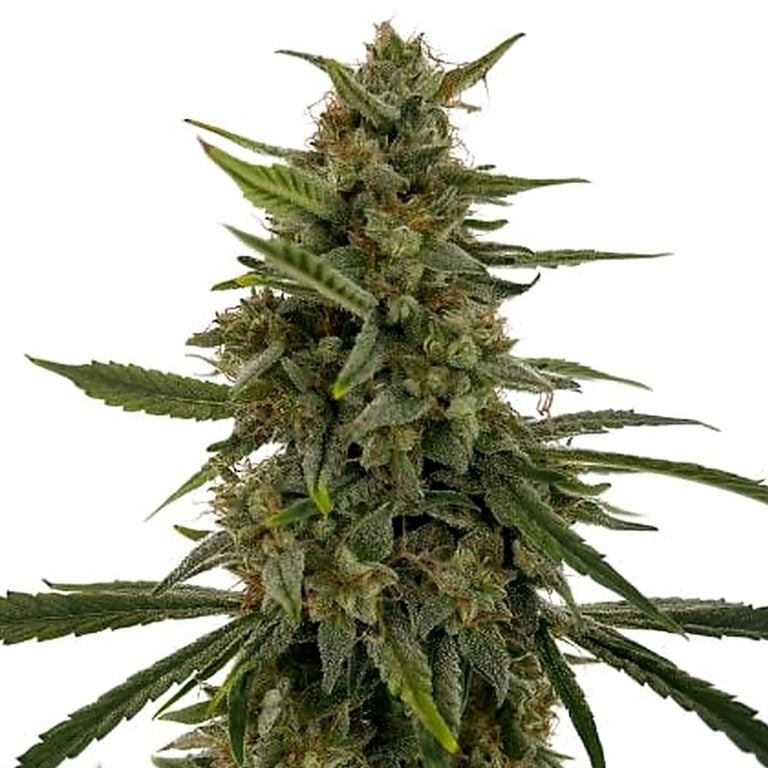 Hell's OG cannabis seeds packaging — Royal King Seeds Australia