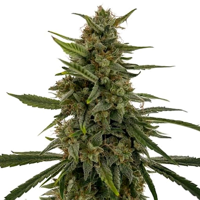 Hells OG Haze cannabis seeds packaging — Royal King Seeds Australia