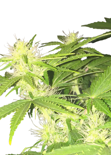Hercules cannabis seeds packaging — Royal King Seeds Australia