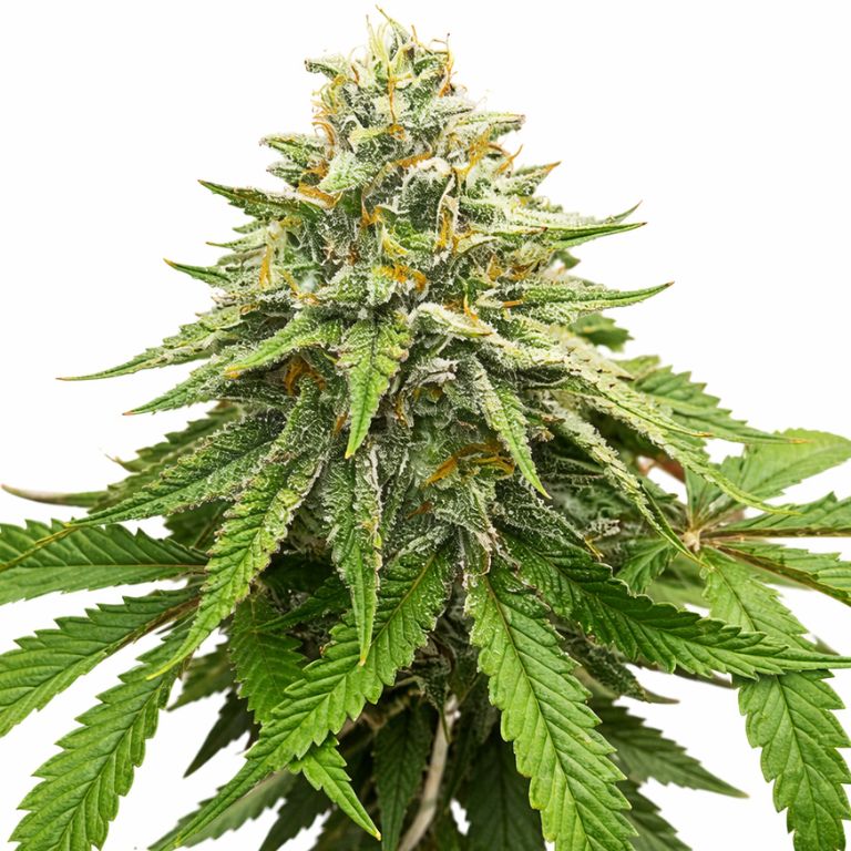 Herijuana cannabis seeds packaging — Royal King Seeds Australia