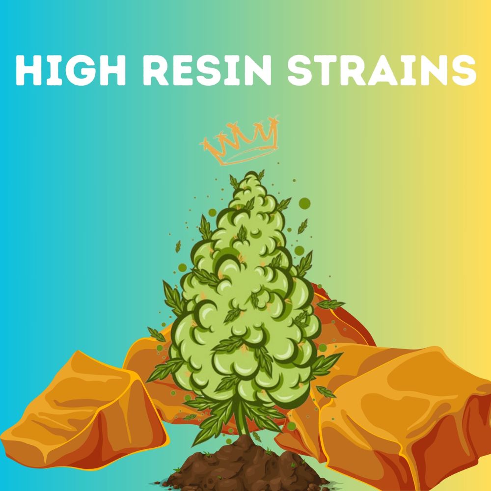 High Resin Pack cannabis seeds packaging — Royal King Seeds Australia