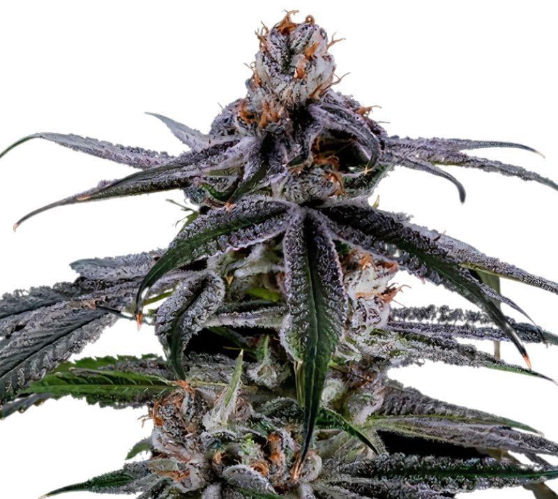 Highwayman cannabis seeds packaging — Royal King Seeds Australia