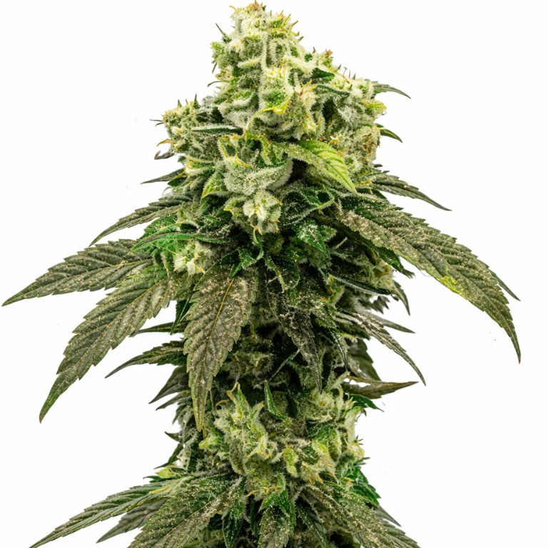 Hindu Kush cannabis seeds packaging — Royal King Seeds Australia