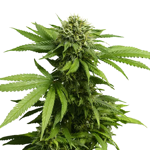 Hindu Skunk cannabis seeds packaging — Royal King Seeds Australia