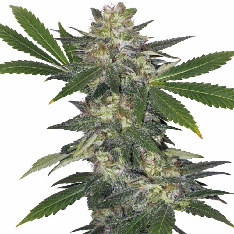 Hog's Breath cannabis seeds packaging — Royal King Seeds Australia