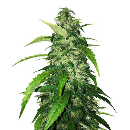 Holy Grail Kush cannabis seeds packaging — Royal King Seeds Australia