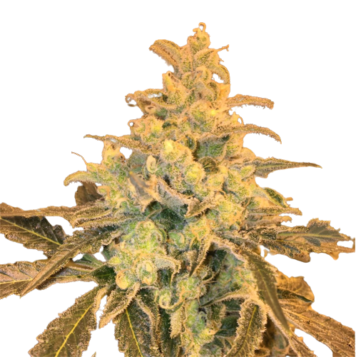 Honey Bananas cannabis seeds packaging — Royal King Seeds Australia