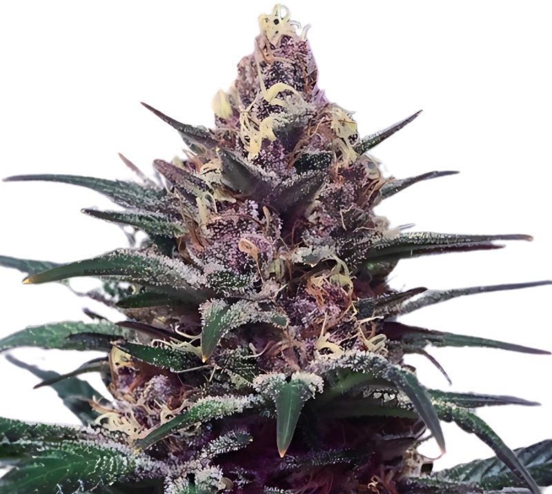 Honey Boo Boo cannabis seeds packaging — Royal King Seeds Australia