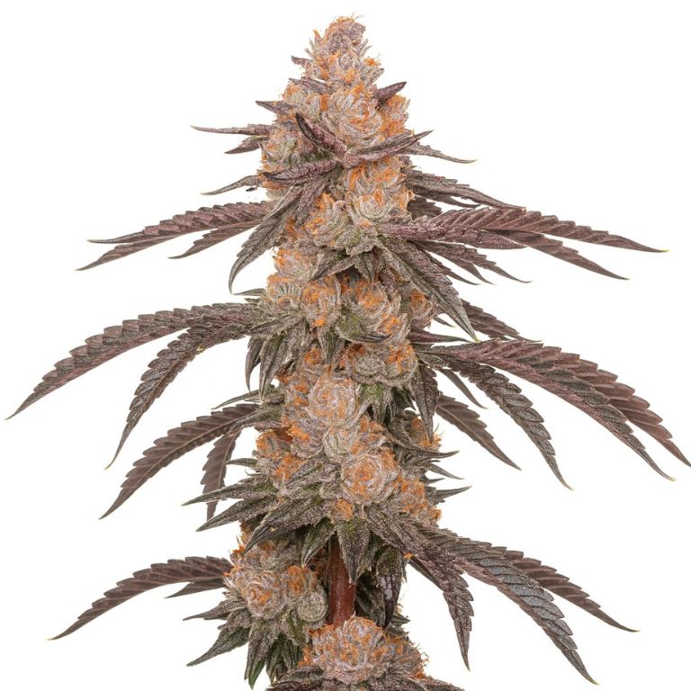 Hood Candy cannabis seeds packaging — Royal King Seeds Australia