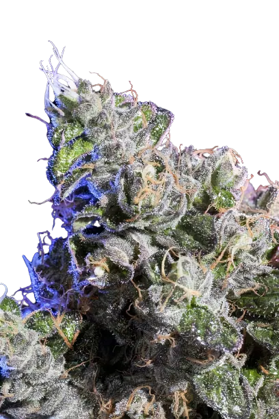 Huckleberry cannabis seeds packaging — Royal King Seeds Australia