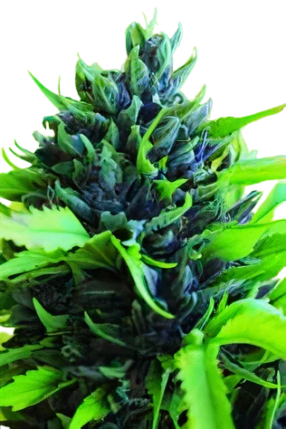 Humboldt Dream cannabis seeds packaging — Royal King Seeds Australia