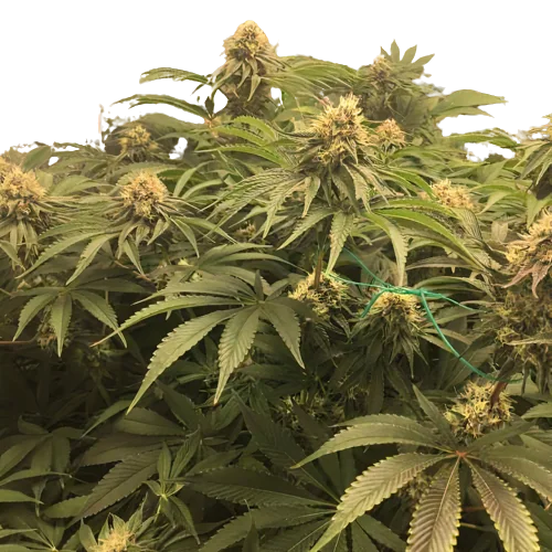 Humboldt Headband cannabis seeds packaging — Royal King Seeds Australia