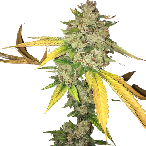 I-95 cannabis seeds packaging — Royal King Seeds Australia