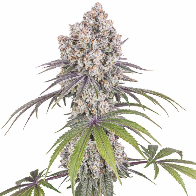 Ice Cream Cake cannabis seeds packaging — Royal King Seeds Australia