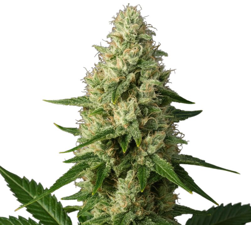 Ice Cream cannabis seeds packaging — Royal King Seeds Australia