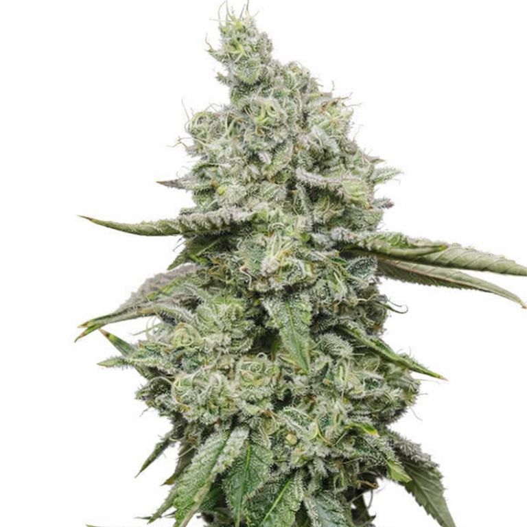 Ice cannabis seeds packaging — Royal King Seeds Australia