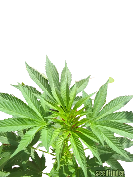 Iced Widow cannabis seeds packaging — Royal King Seeds Australia