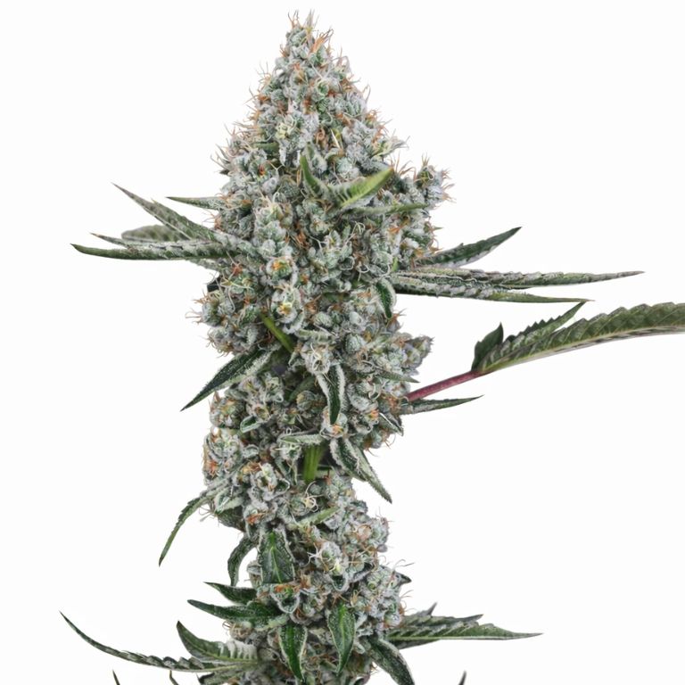 Illuminati OG cannabis seeds packaging — Royal King Seeds Australia