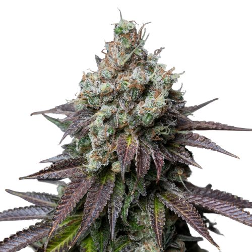 Incredible Bulk cannabis seeds packaging — Royal King Seeds Australia