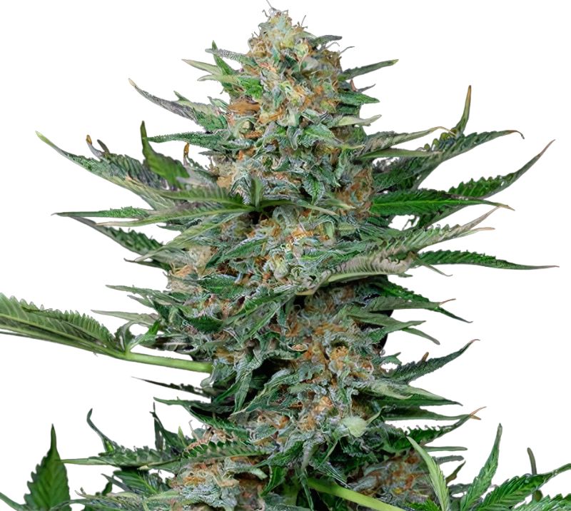 Industrial Plant cannabis seeds packaging — Royal King Seeds Australia