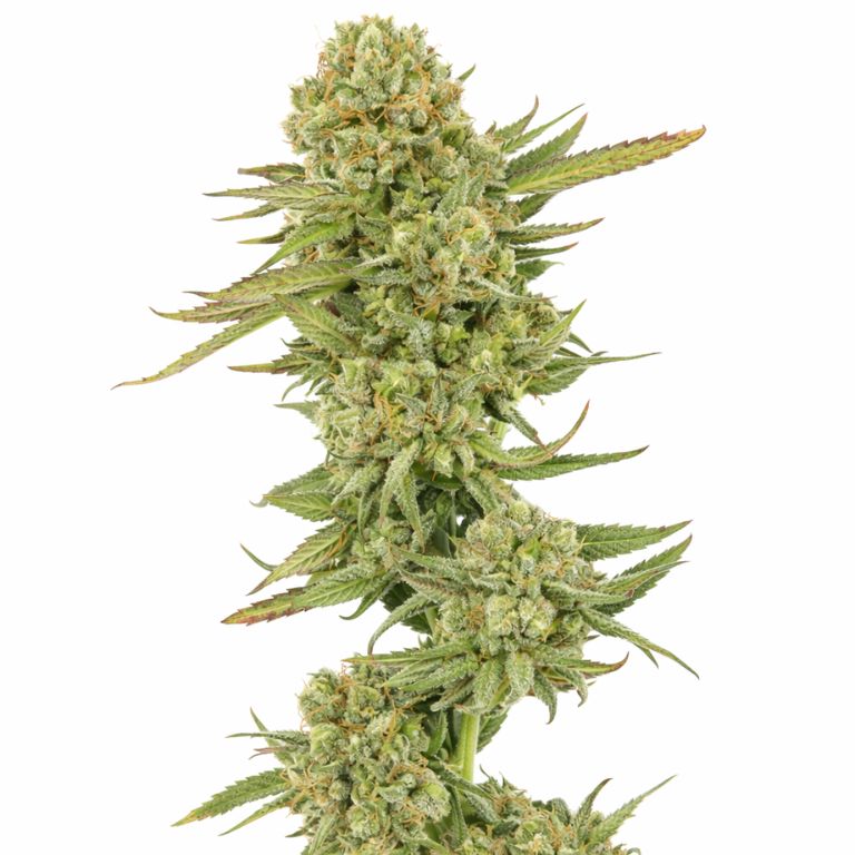 Ingrid cannabis seeds packaging — Royal King Seeds Australia