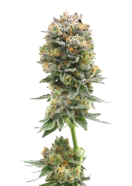 Iron Triangle cannabis seeds packaging — Royal King Seeds Australia