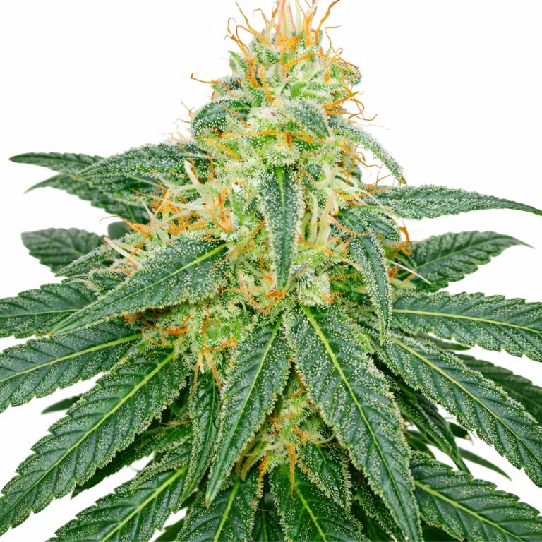 Island Sweet Skunk cannabis seeds packaging — Royal King Seeds Australia