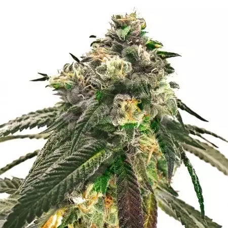 J1 cannabis seeds packaging — Royal King Seeds Australia