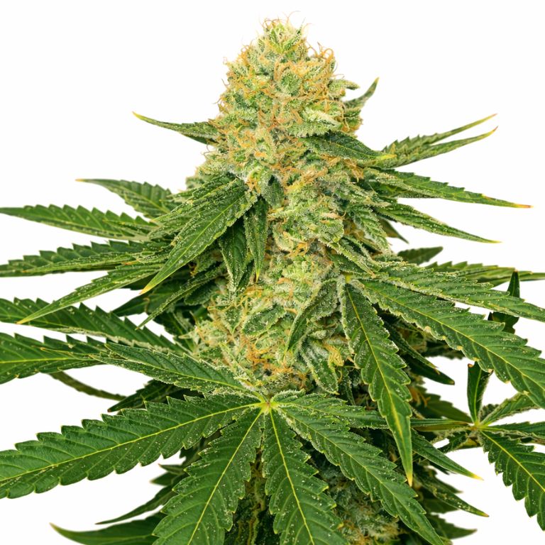 Jack Herer cannabis seeds packaging — Royal King Seeds Australia