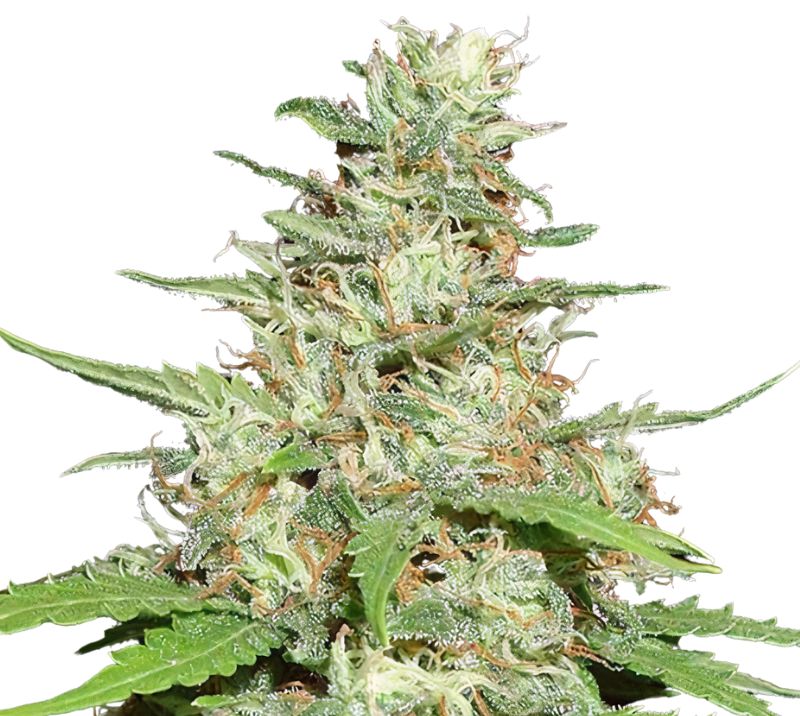 Jack the Ripper cannabis seeds packaging — Royal King Seeds Australia