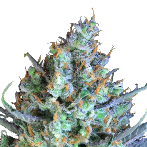 Jacked-Up cannabis seeds packaging — Royal King Seeds Australia