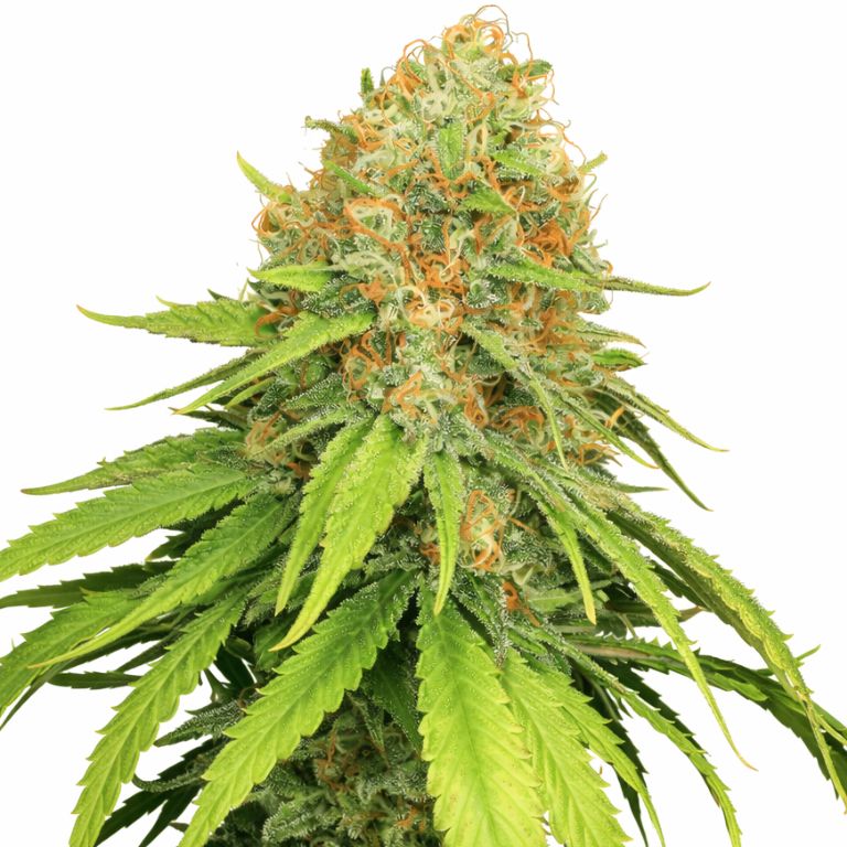 Jamaican Dream cannabis seeds packaging — Royal King Seeds Australia