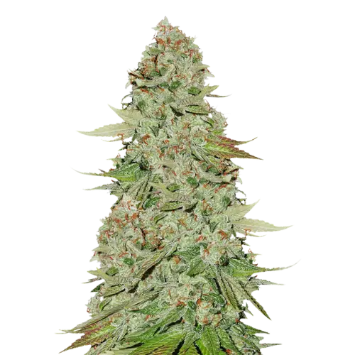 Jane Doe cannabis seeds packaging — Royal King Seeds Australia