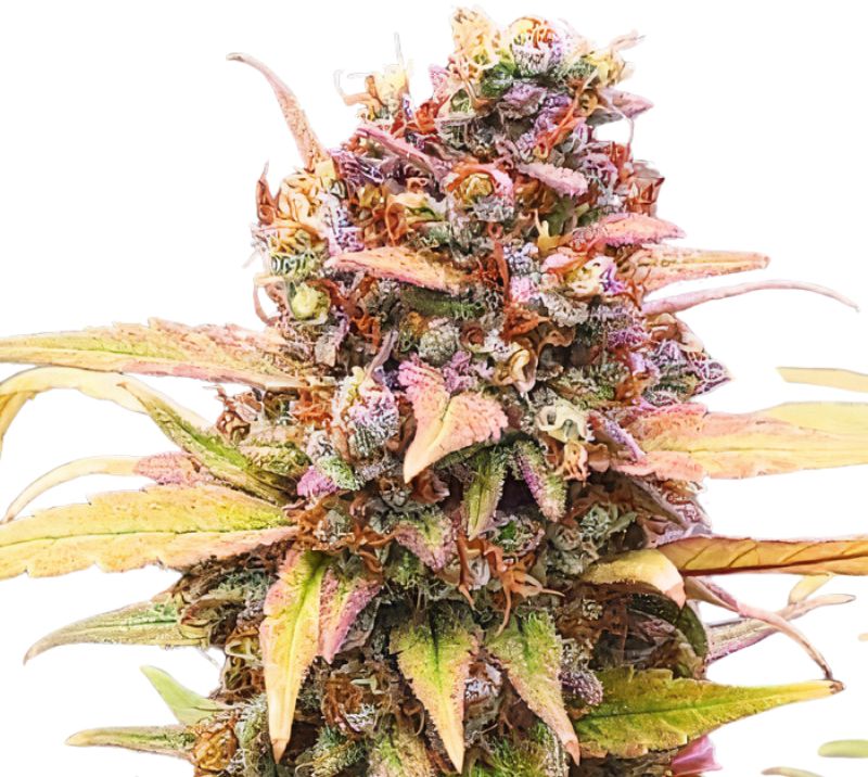 Jawa Pie Feminized