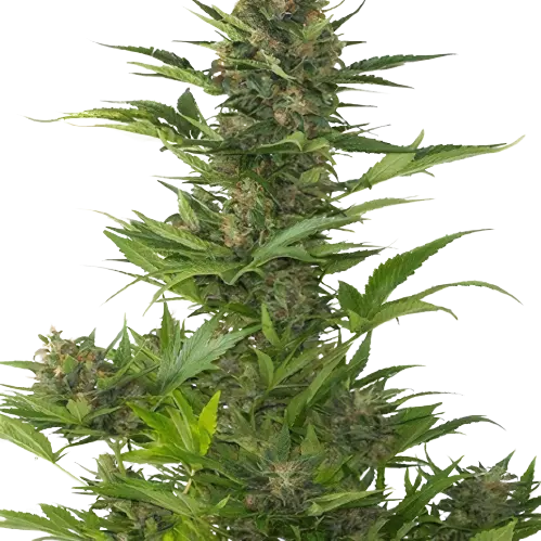 Jelly Roll Feminized