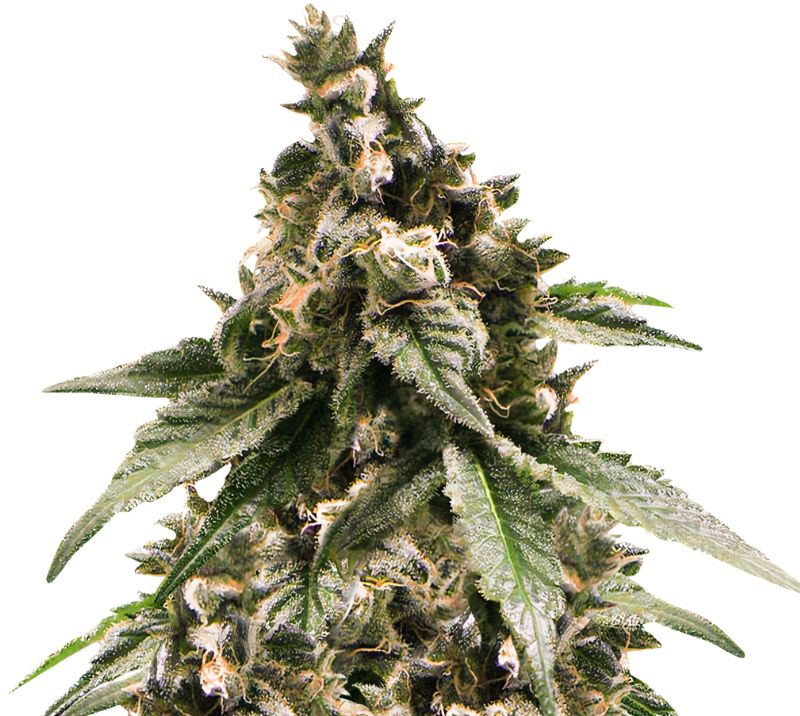 Jesus OG Auto