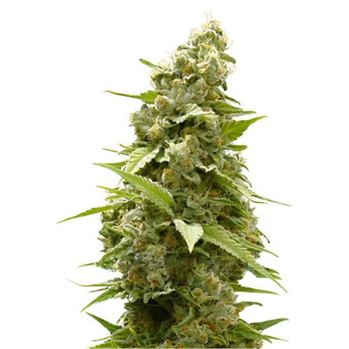 Jet Fuel cannabis seeds packaging — Royal King Seeds Australia