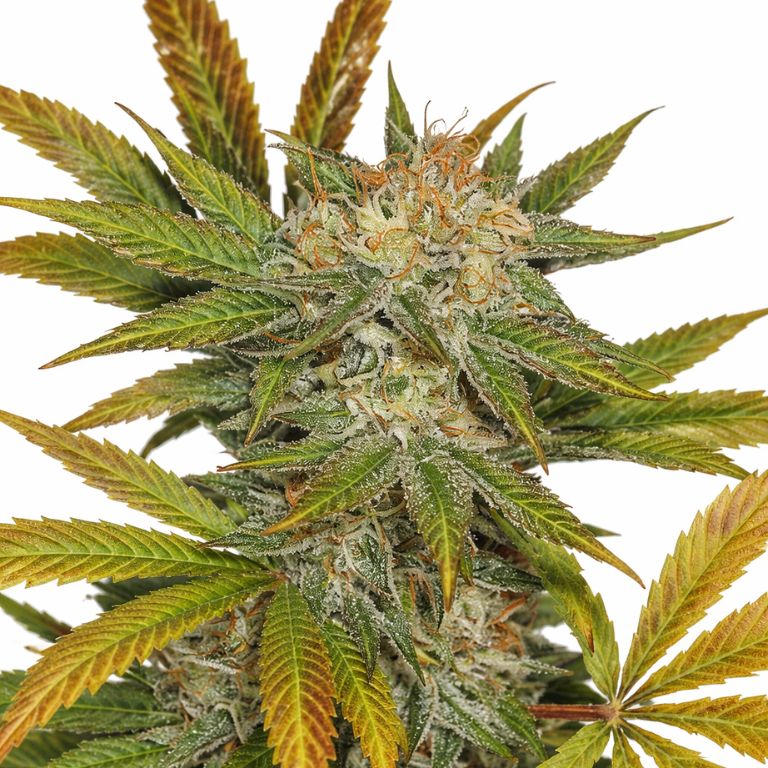 Jillybean cannabis seeds packaging — Royal King Seeds Australia